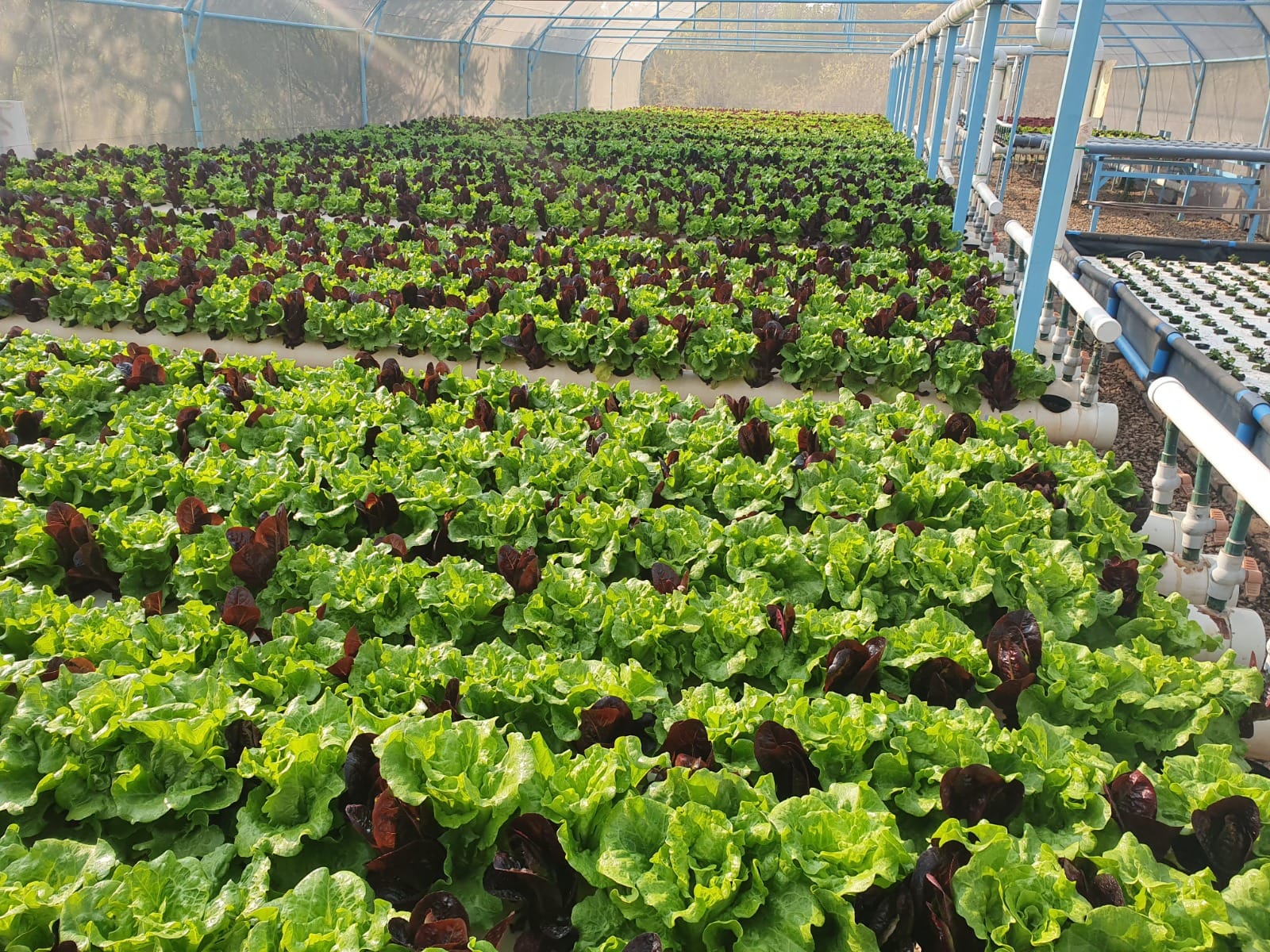 Raft beds of green and red lettuce inside the Urban Aquaponics greenhouse