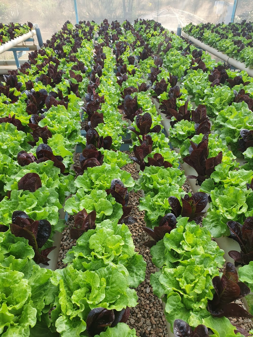 Mature green and red lettuce in the raft beds