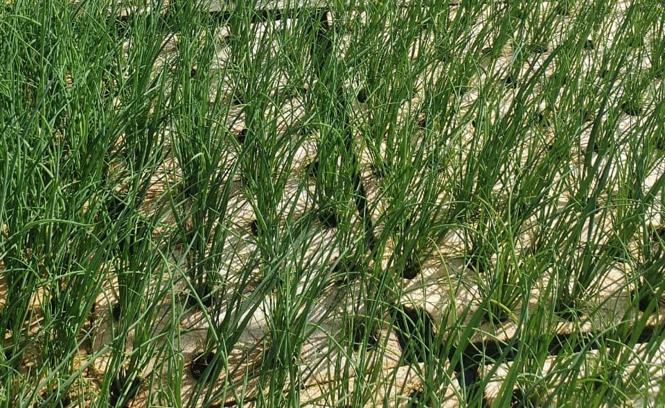 Spring onions growing on floating rafts